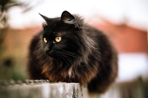 The Stunning Black Siberian Cat: Traits & Care Guide
